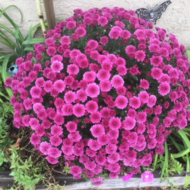 Juanita Rivera's garden