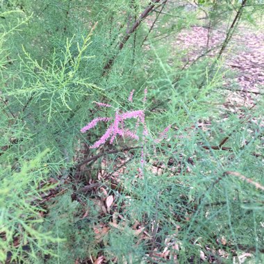 Rosemary's garden