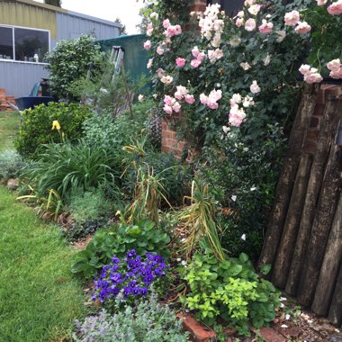 Rosemary's garden