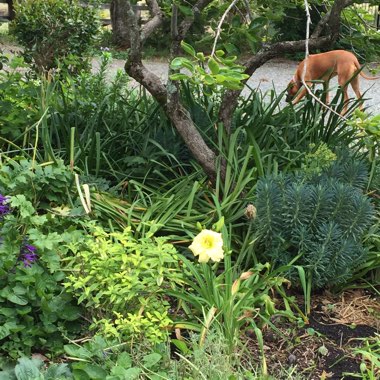 Rosemary's garden
