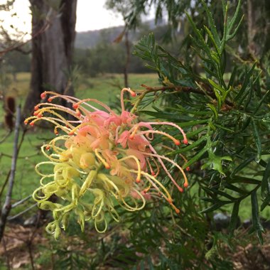 Grevillea 'Coconut Ice'
