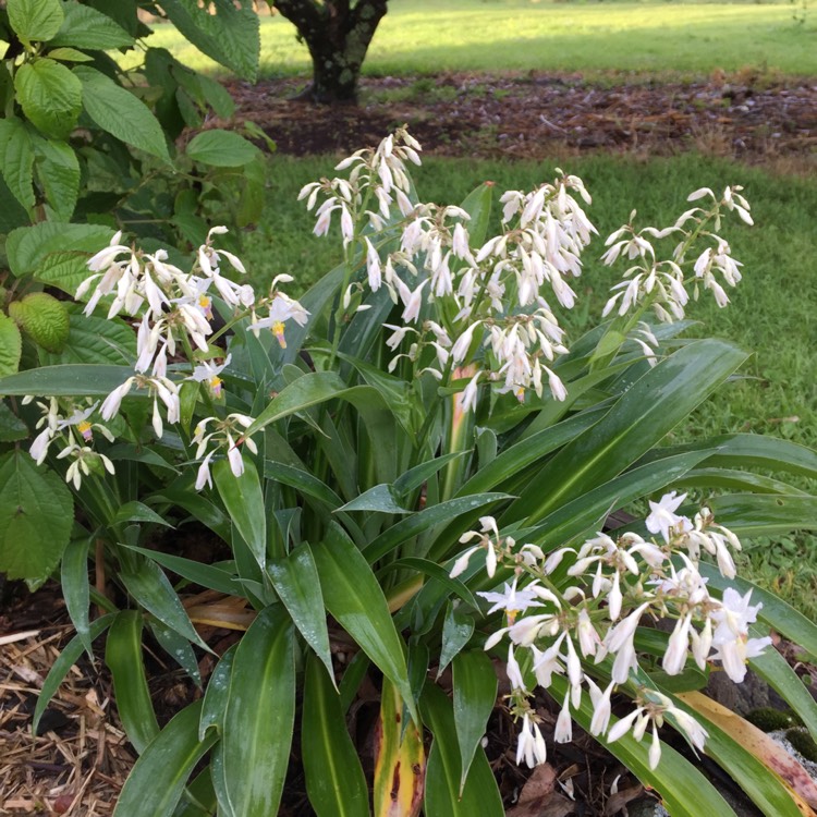 Plant image Arthropodium cirratum