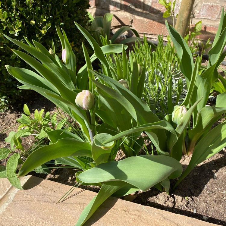 plant image 1463074 plant image 1463074