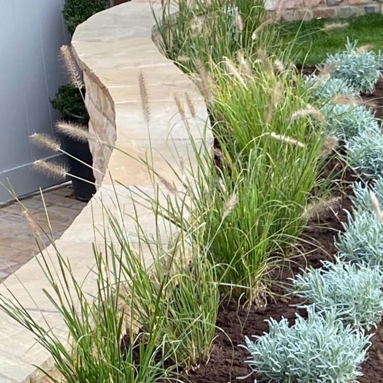Plant image Pennisetum