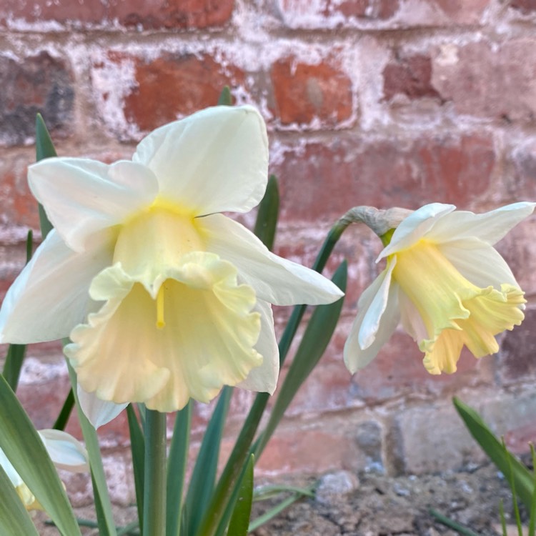 Plant image Narcissus 'Mount Hood'
