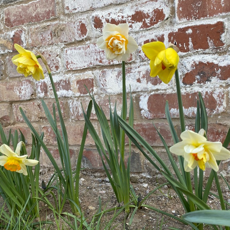 plant image 1463126