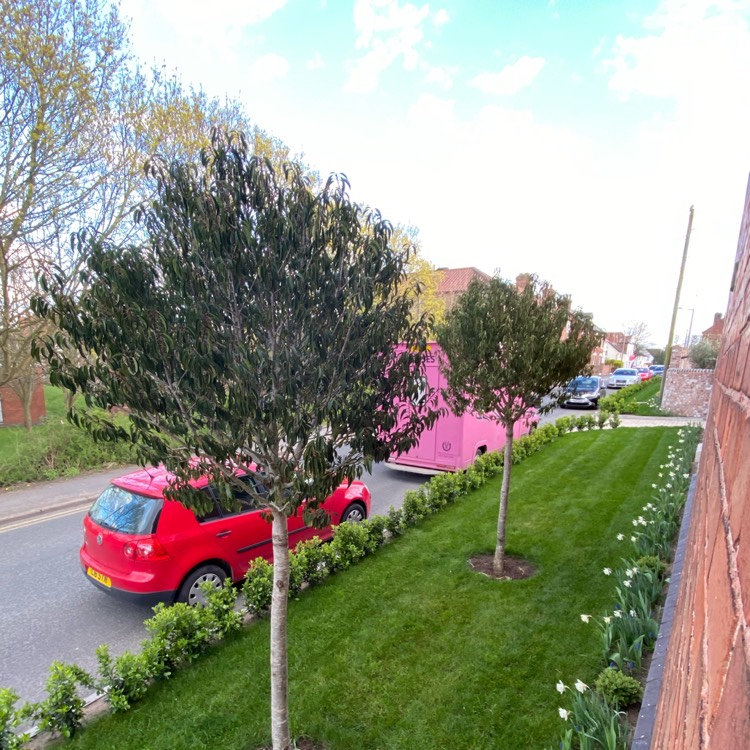 Plant image Prunus lusitanica 'Angustifolia'