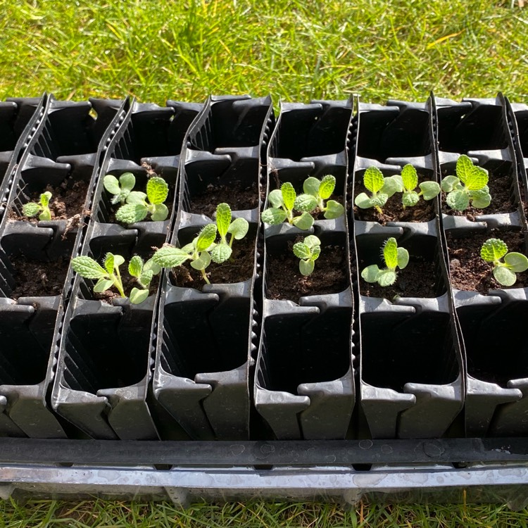 plant image 1465304