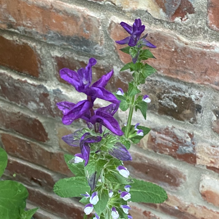 plant image 1503939