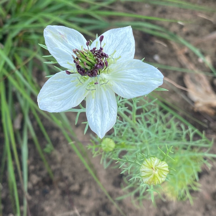 Plant image Nigella papillosa 'African Bride'