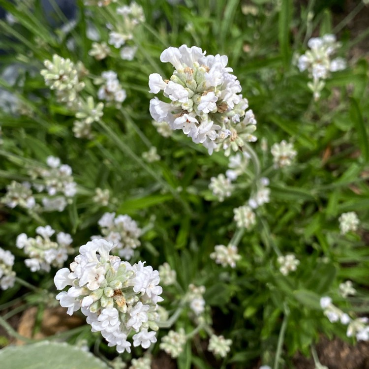 Plant image Lavandula angustifolia 'Arctic Snow'