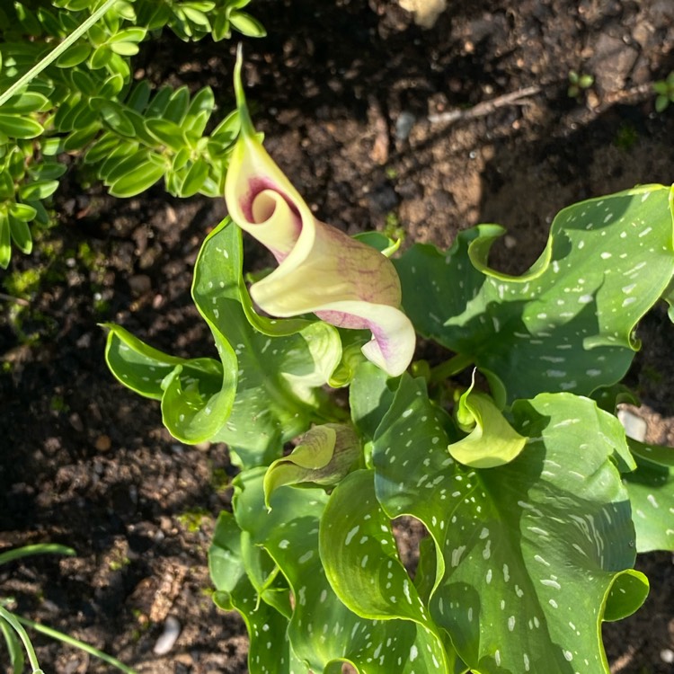 plant image 1507063