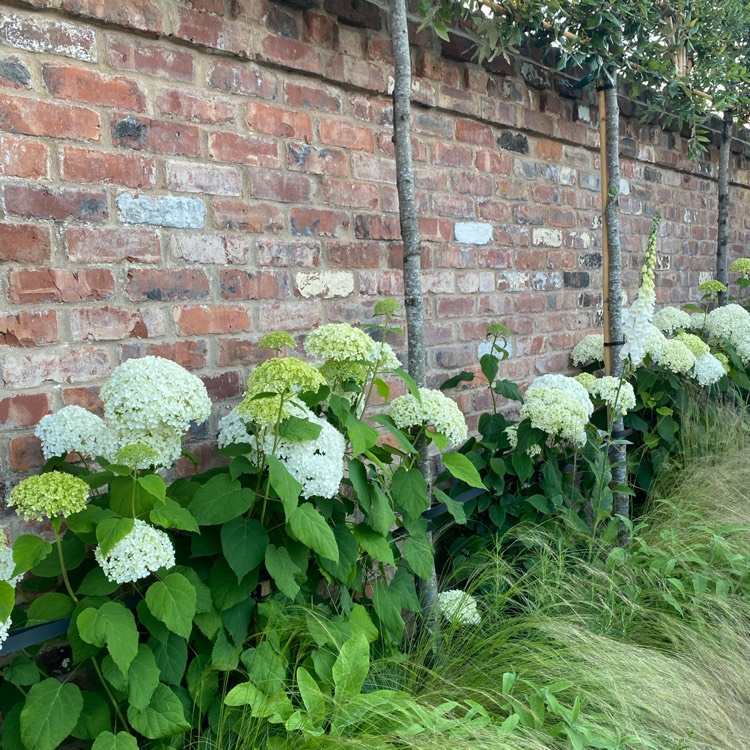 plant image 1509659 plant image 1509659