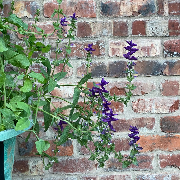 Plant image Salvia viridis 'Blue Denim'