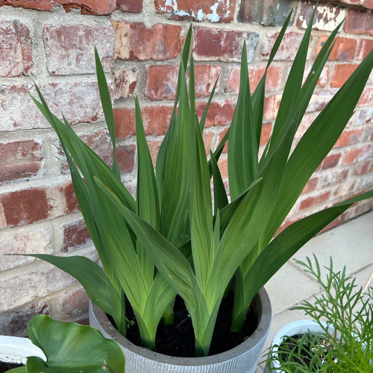Plant image Gladiolus 'White Prosperity'