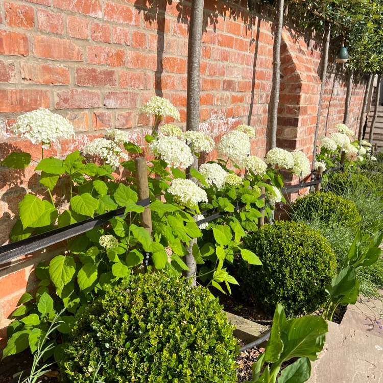 plant image 1607316 plant image 1607316