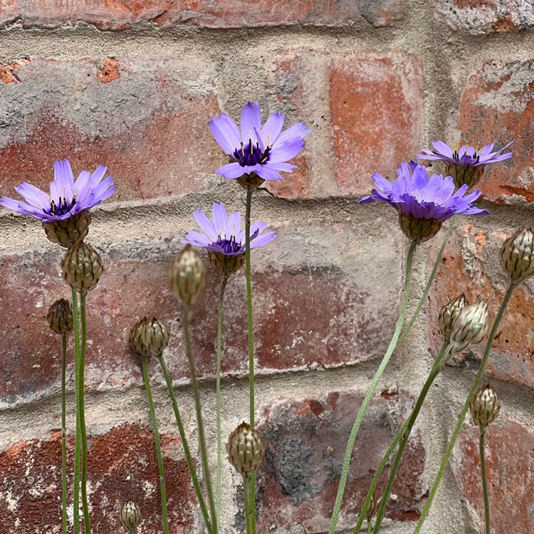 plant image 1607325