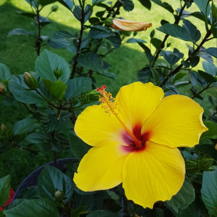 Plant image Hibiscus rosa-sinensis 'Fiesta'