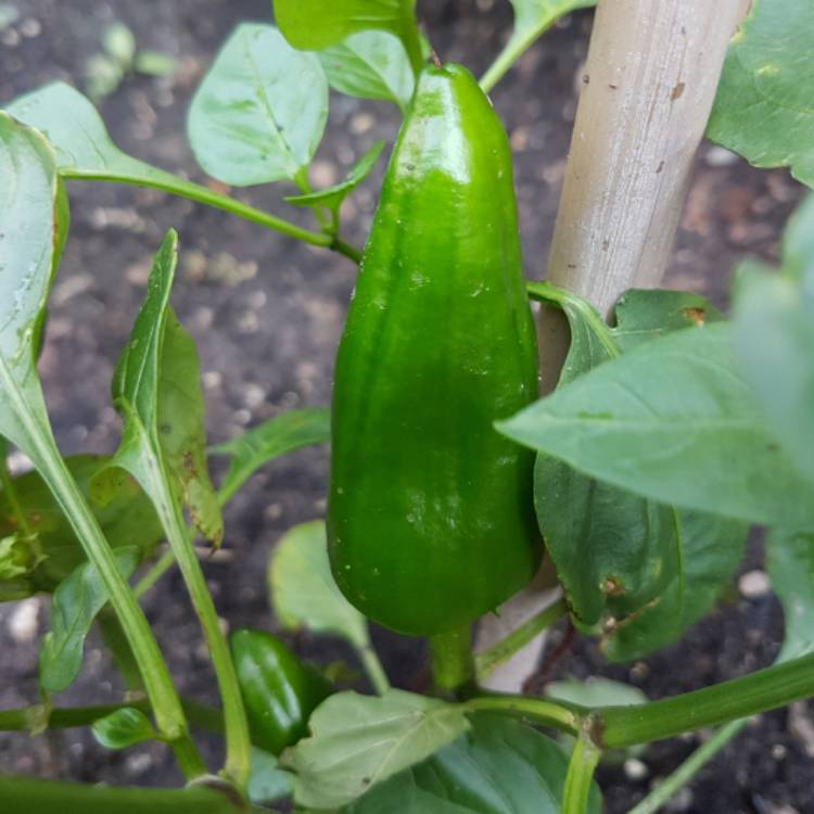 Plant image Capsicum 'Giant Marconi'