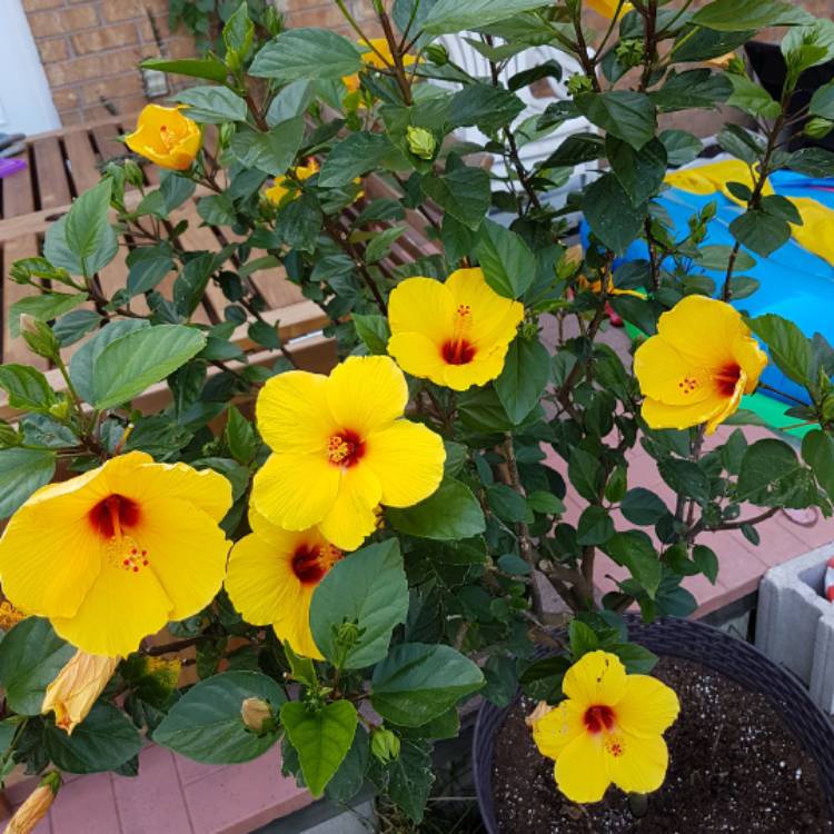 Plant image Hibiscus rosa-sinensis 'Fiesta'