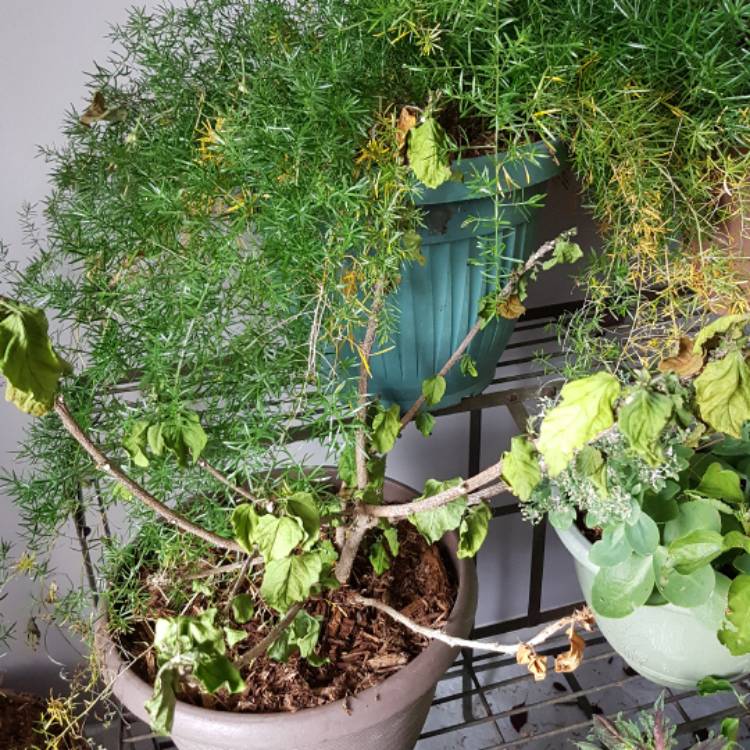 plant image 567528