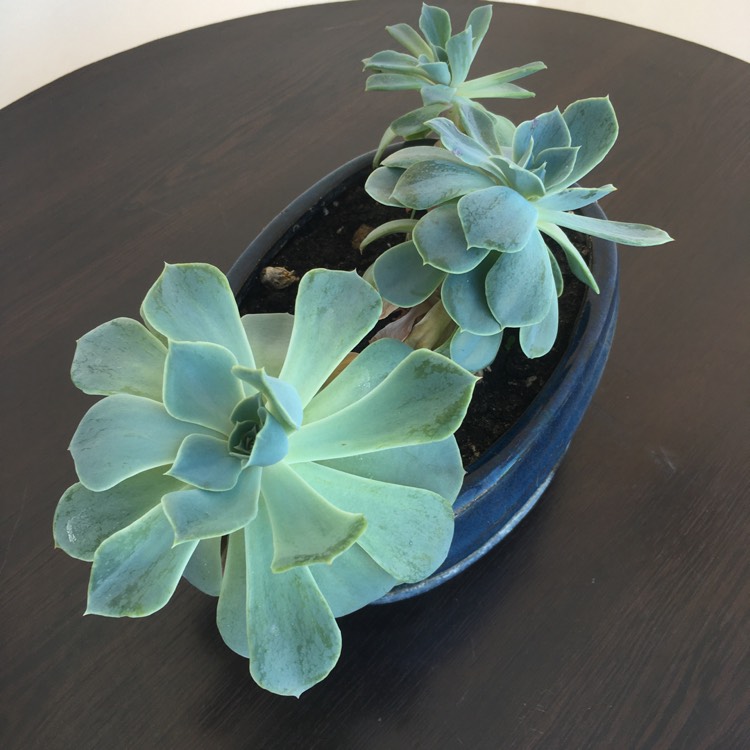 Plant image Echeveria Morning Light