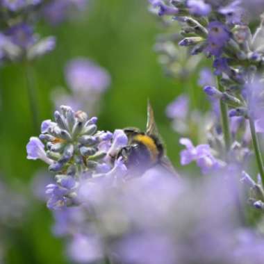 Keith's garden