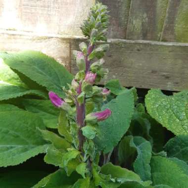 Keith's garden