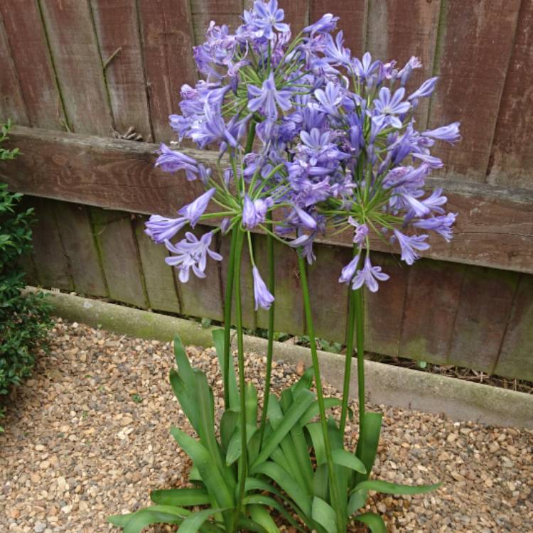 plant image 507588