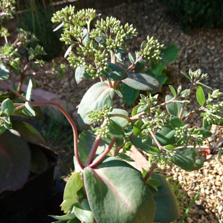 Plant image Hylotelephium Matrona