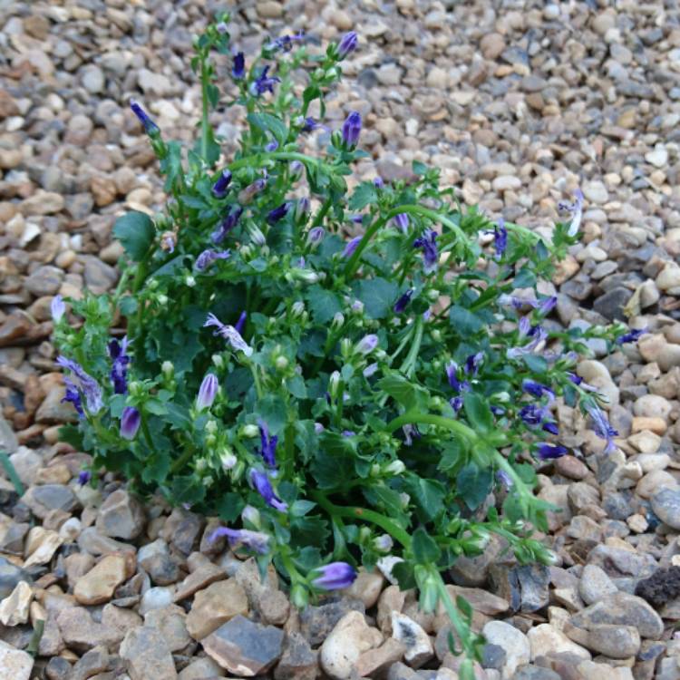 plant image 519424