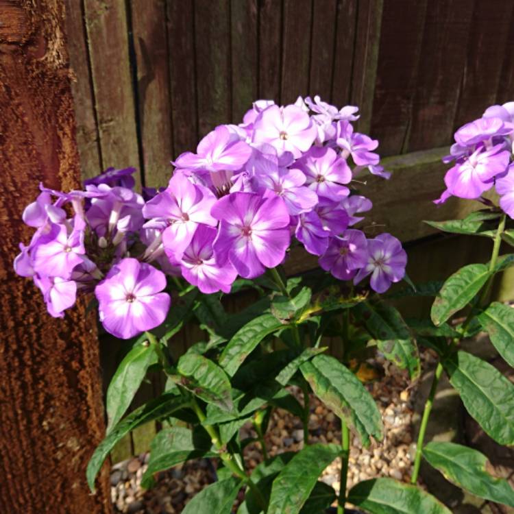 plant image 538778