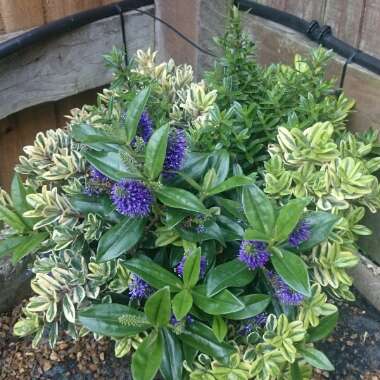 Shrubby Veronica