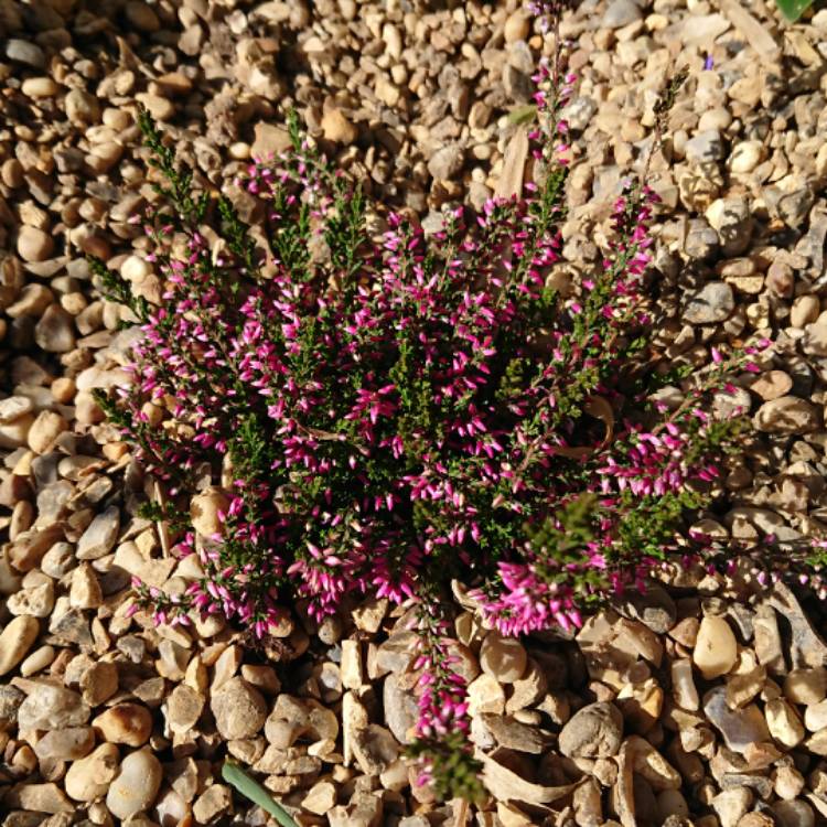 plant image 558174