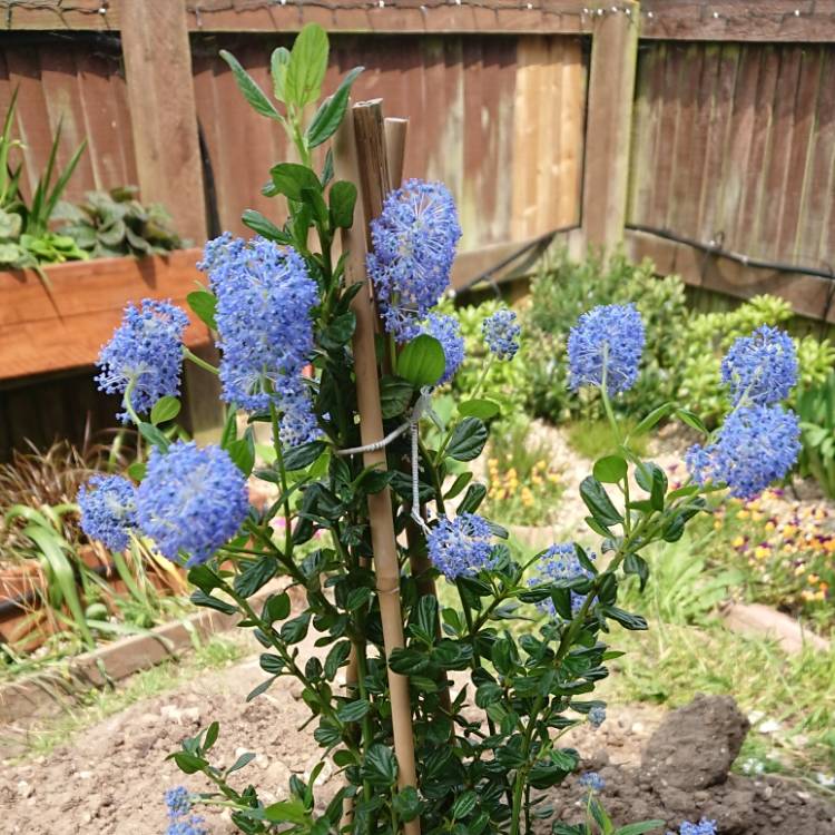 plant image 719864