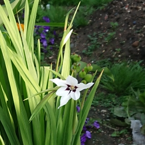 plant image 831161