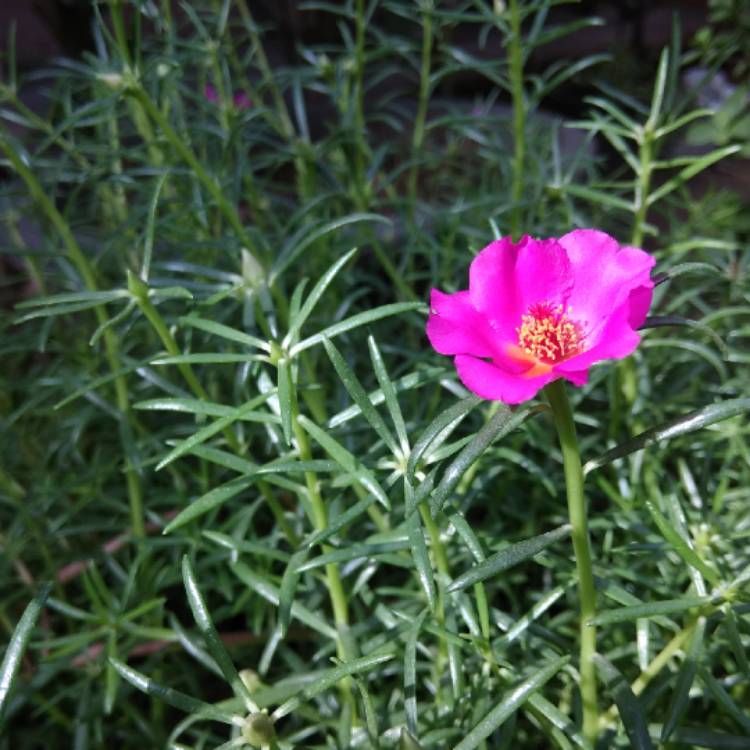 plant image 778359