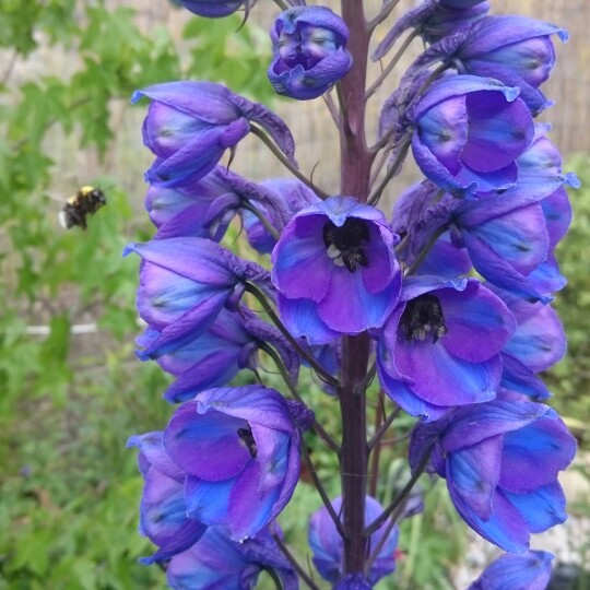 Plant image Delphinium elatum 'Faust'