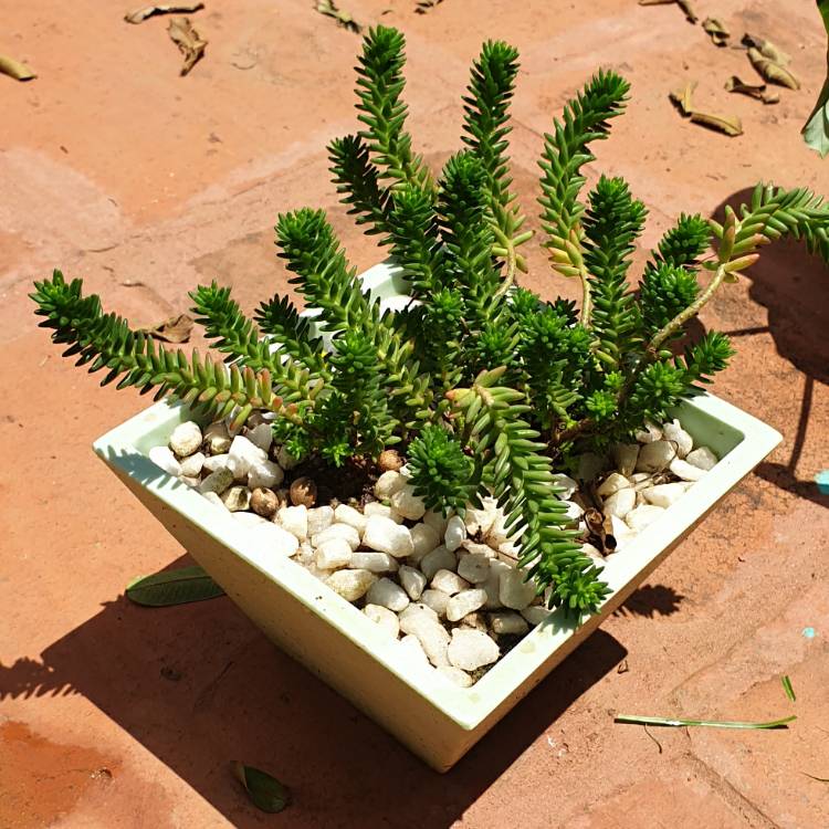 Plant image Sedum reflexum var. chameleon