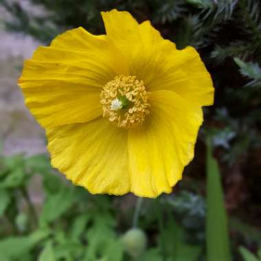 Papaver alpinum