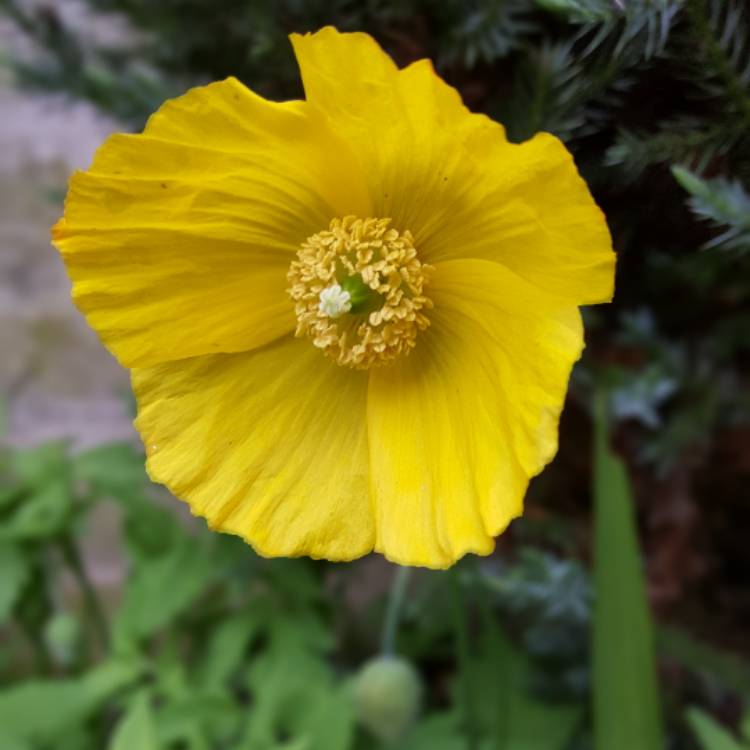 Plant image Papaver alpinum