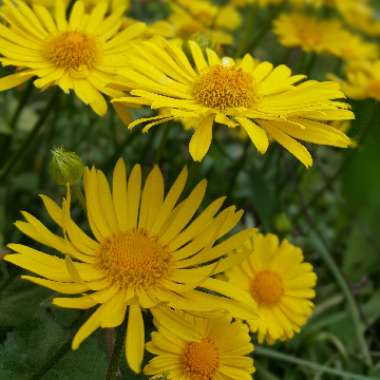 Doronicum orientale
