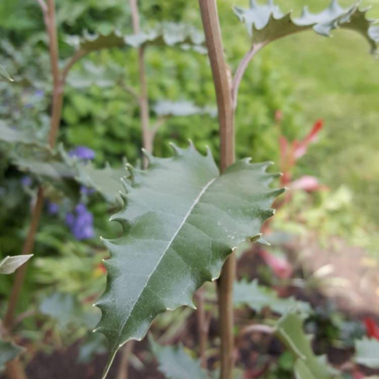 Plant image Olearia macrodonta