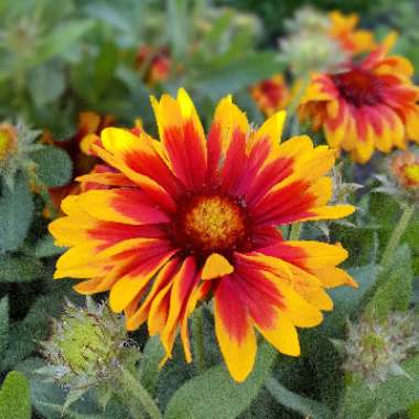Gaillardia