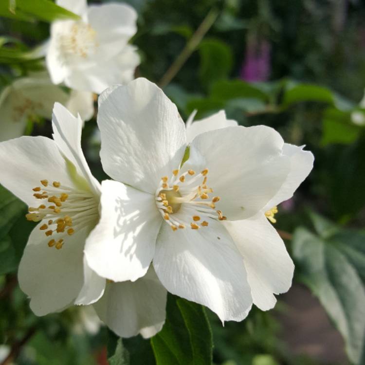 Plant image Philadelphus lewisii