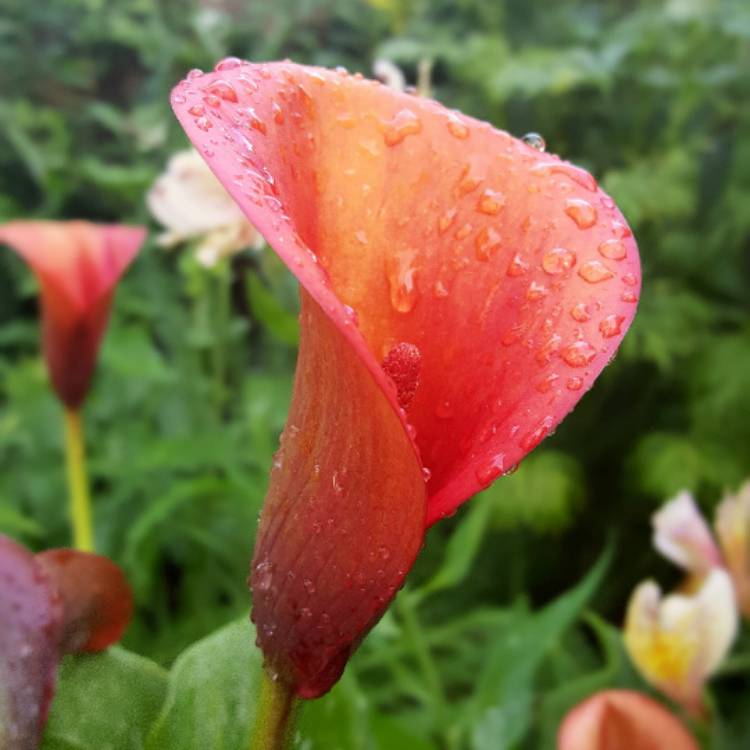 Plant image Zantedeschia 'Captain Fuego'