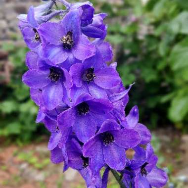 Delphinium 'Blue Lace'