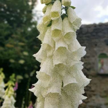 Foxglove