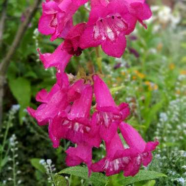 Beardtongue 'Firebird'