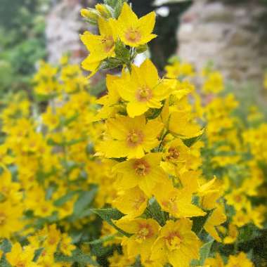 Large Yellow Loosestrife